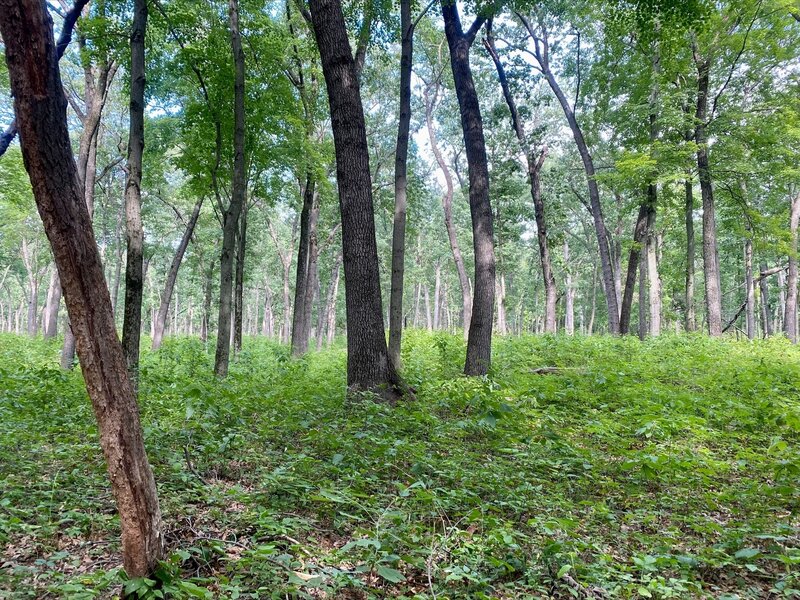 The beginning of the trail, a pretty forest.