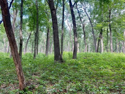 The beginning of the trail, a pretty forest.