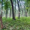 The beginning of the trail, a pretty forest.