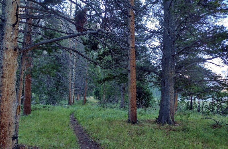 The cool pine forest and meadows along the trail early in the August morning. Upper Green River Lake is seen through the trees on the right.