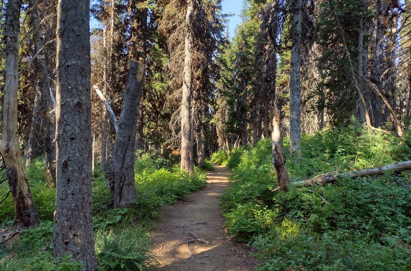 Pretty sunlit woods along Siyeh Bend Trail.