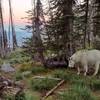 "Good Morning" from Billy The Goat at Sperry trail camp.