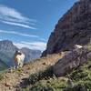 Goats own the neighborhood and charge tolls for using the "roads" here above Gunsight Lake to get to Gunsight Pass.