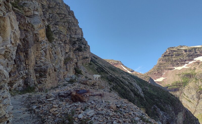 Daddy goat with mom and kid ahead on the trail to Gunsight Pass (right of center). Gunsight Mountain soars above the pass, on the right.