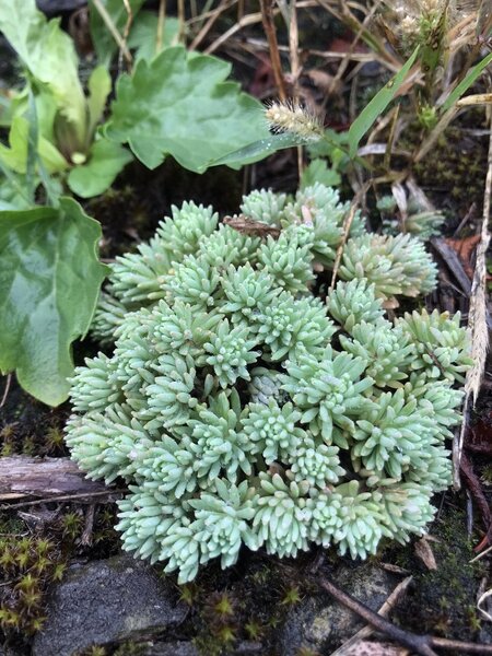 A tuft of Stonecrop.