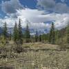 The trail, amid the wildflowers, is faint on the Alexandra River flats heading southwest toward the peaks and glaciers of the Great Divide.