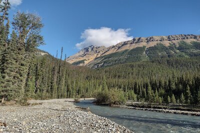 Terrace Creek and Mount Saskatchewan, 10,965 ft., seen looking north where Terrace Creek empties into the Alexandra River.