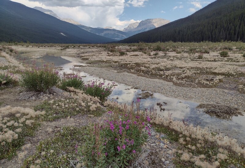 Wildflowers are everywhere on the broad, gravelly Alexandra River flats.  Not visible here, the river is near the forested mountain side on the upper right.