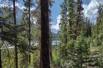 Glimpses through the trees of the Alexandra River valley and surrounding mountains along the trail around the 6 mile mark.