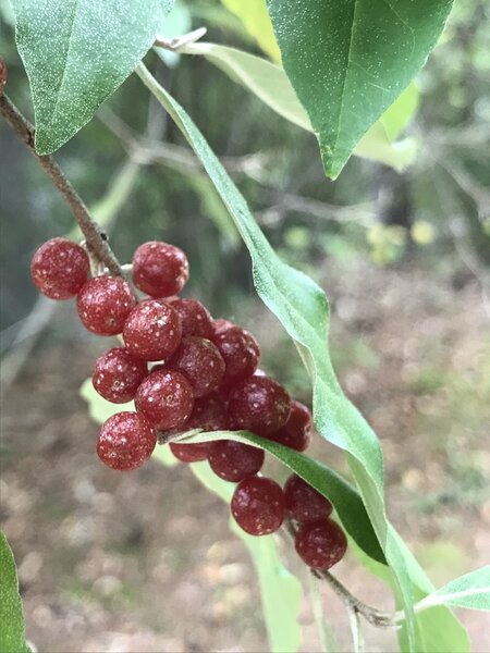 The speckled berries of Autumn-Olive.