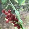 The speckled berries of Autumn-Olive.