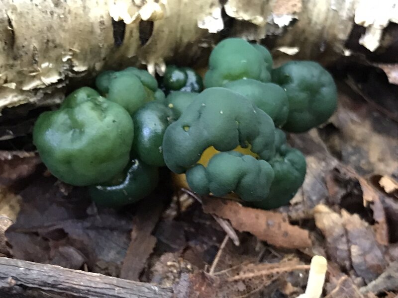 Winter Slippery Cap Mushrooms.