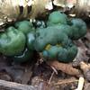 Winter Slippery Cap Mushrooms.