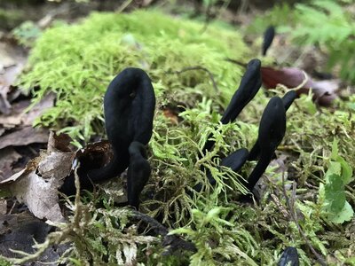 Black Earth Tongue Fungi.