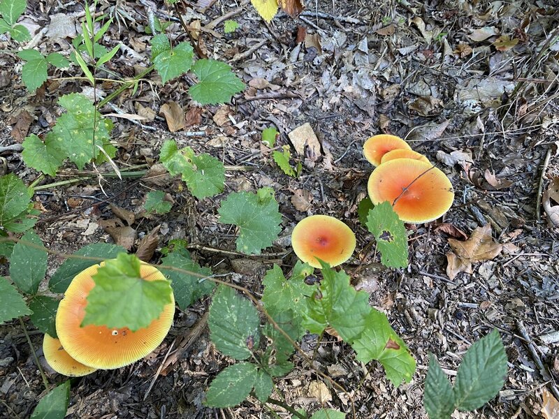 Mushrooms on trail