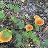 Mushrooms on trail