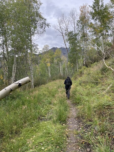 We walked past the point where the trail veers south. There's a beautiful aspen grove!