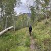 We walked past the point where the trail veers south. There's a beautiful aspen grove!