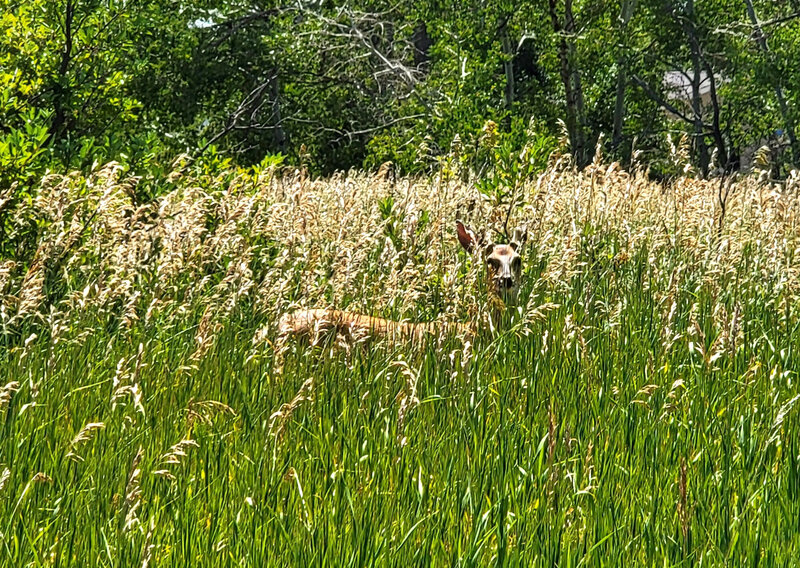 Deer hiding in the tall grass just minutes into the trail.