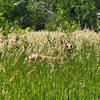 Deer hiding in the tall grass just minutes into the trail.