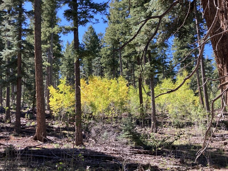 Aspens shining in the sunshine.