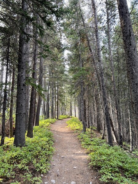 Trail to Cracker Lake