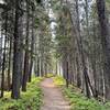 Trail to Cracker Lake