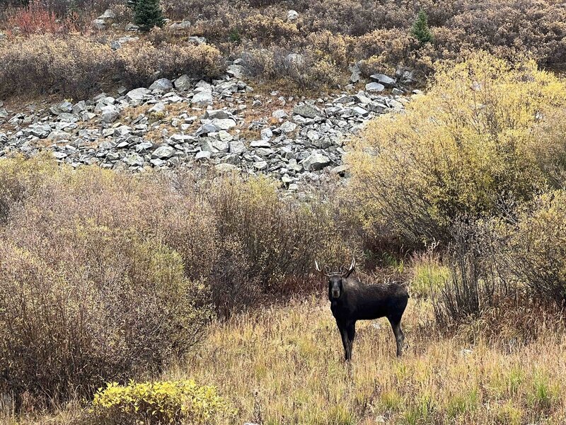 A moose looking at me as I run by on the Conundrum Out-And-Back Trail.