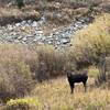 A moose looking at me as I run by on the Conundrum Out-And-Back Trail.