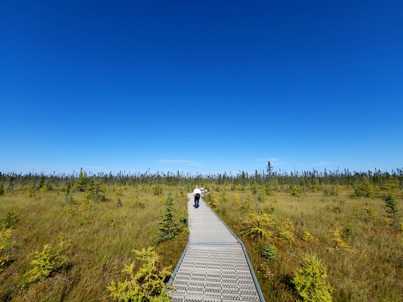 On the Big Bog boardwalk