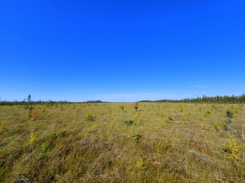 The Big Bog from the end of the boardwalk.