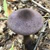 Violet Webcap Mushroom.