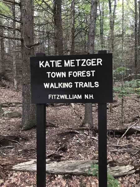 Katie Metzger Town Forest.