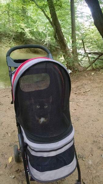 Nephthys at her favorite place: the canoe access along the trail!