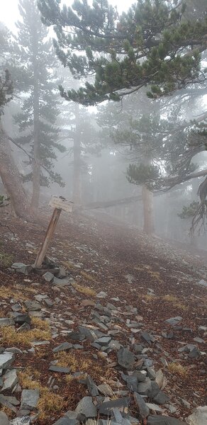 The beginning of the Dawson Peak trail as it splits from the Devil's Backbone.