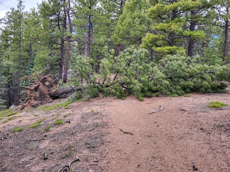 Blowdown Blocking the Spur Trail