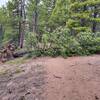 Blowdown Blocking the Spur Trail