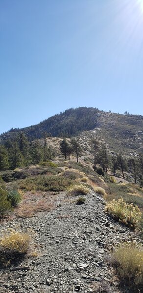 Looking up along Pine Mountain Ridge to the east from Fish Fork Trail.