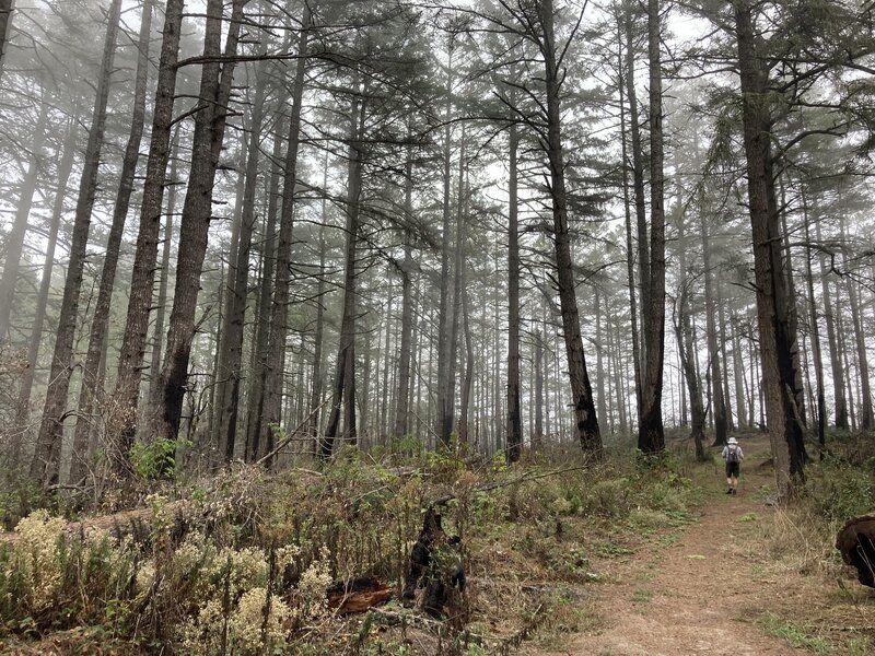 Ano Nuevo Trail-Butano