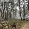 Ano Nuevo Trail-Butano