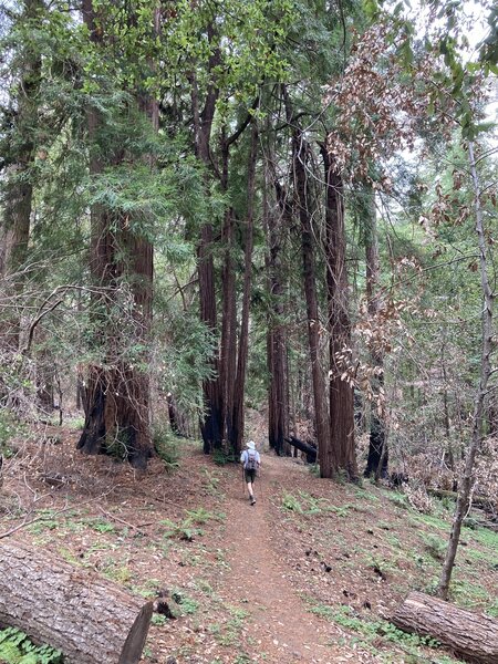 Goat Hill Trail-Butano