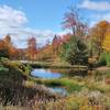 Beaver ponds