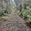 Typical trail; lot of slippery roots and vegetation. Peaceful and magical.