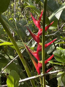 Flower along the trail