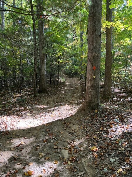 The trail is marked with orange diamond markers and starts about 1 mi in on forest rd 117 where the road gets wide enough to park; the trail is just a continuation of the road.