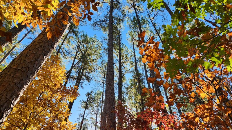 October 14, 2022 fall backpacking trip. Beautiful pines