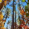 October 14, 2022 fall backpacking trip. Beautiful pines