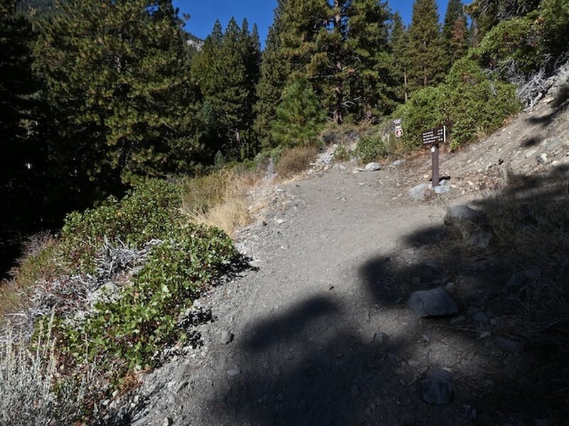 Trail sign. 5,767' elevation: co ords: N39° 01.241' W119° 51.561'