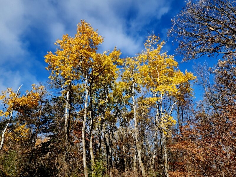 The last of the Fall color at Sibley State Park.