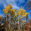 The last of the Fall color at Sibley State Park.